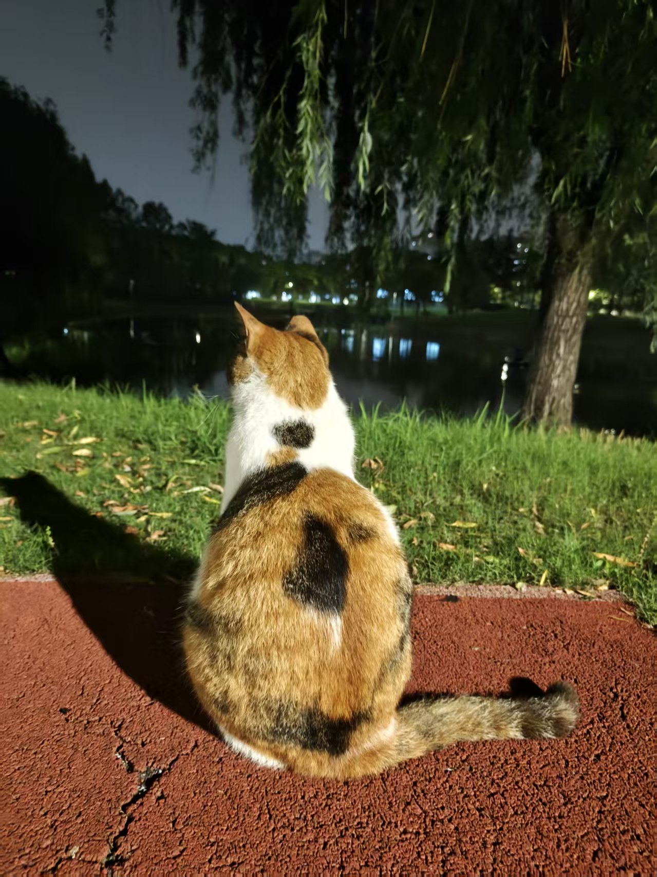 上海师大校园猫